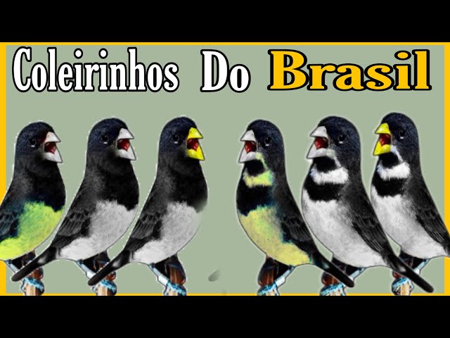 PAPA-CAPINS do BRASIL: Quantas espécies existem?  Curiosidades dos  coleirinhos, patativas e curiós 