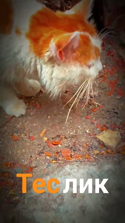 Теслик🐱 - YouTube