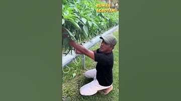 Thumbnail of How to Grow Hydroponic Chilies in Open Land