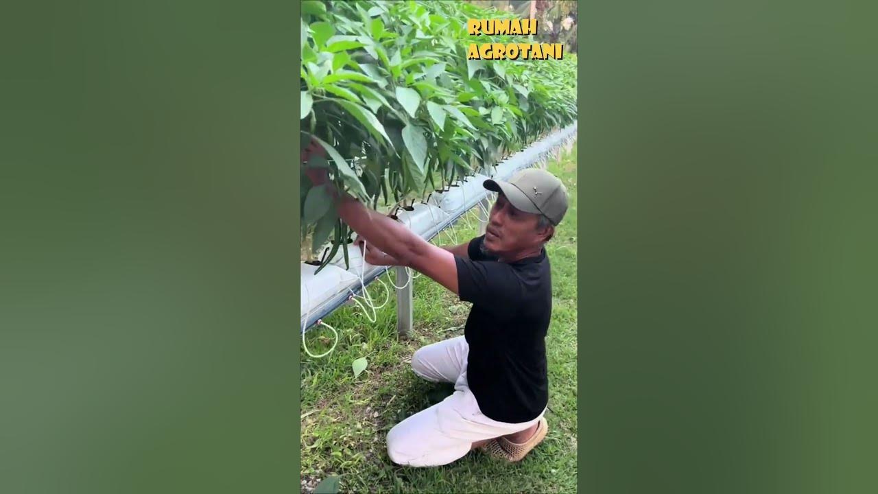 Begini Menanam Cabe Hidroponik di Lahan Terbuka