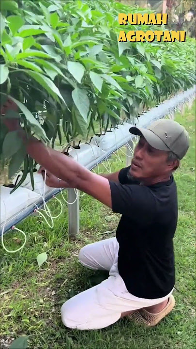 Begini Menanam Cabe Hidroponik di Lahan Terbuka