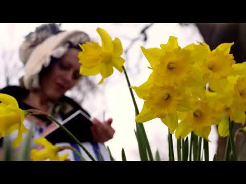 Video: Busuk Abu-abu Daffodil