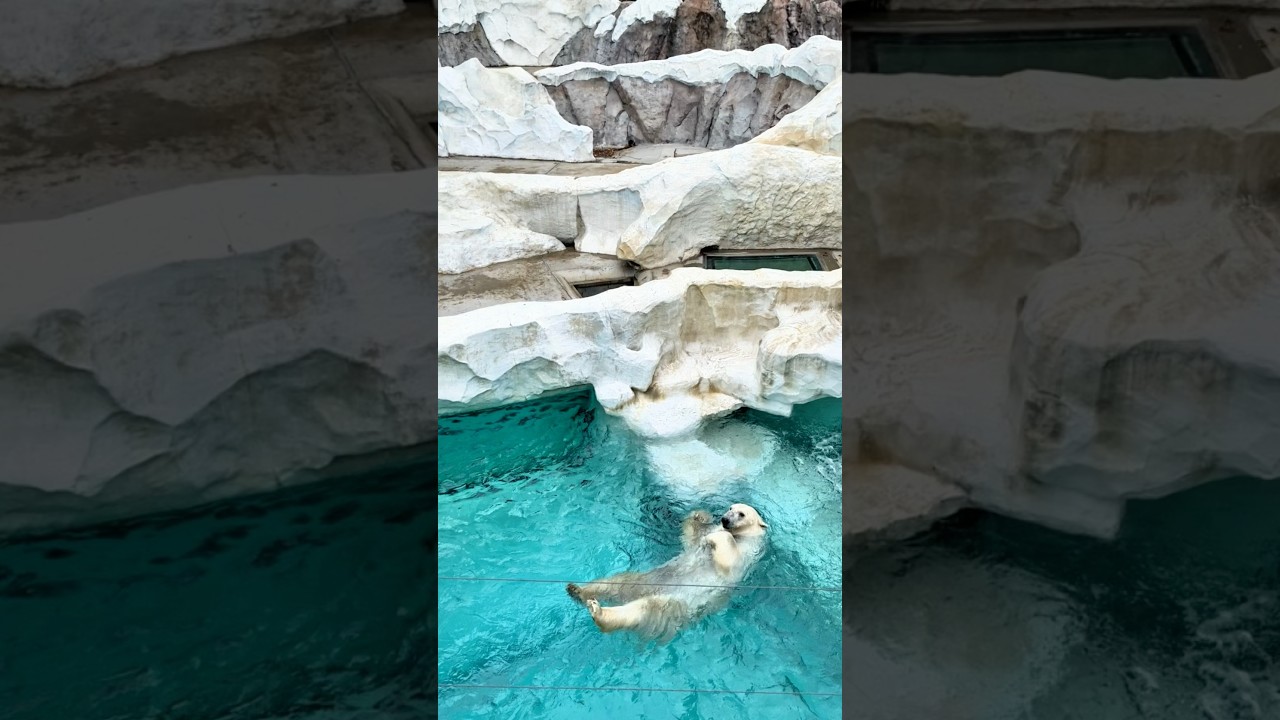 Giant Polar Bear Enjoys a Fresh Fish Meal | #polarbear #bear #wildlife #animalshorts #shorts