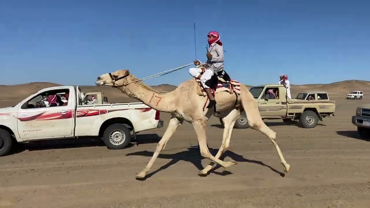 مركاض الحراير  