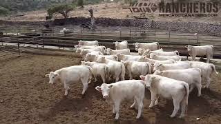 Rancheros mercado ganadero - 26 vaquillas CHAROLAIS de registro listas para empadre  ￼📞6143523768