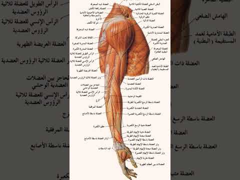 تشريح عضلة الذراع   