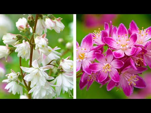 וִידֵאוֹ: What Is Deutzia - How To Grow Plant Deutzia In The Garden