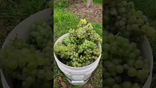 Meet The Little Semillon That Could