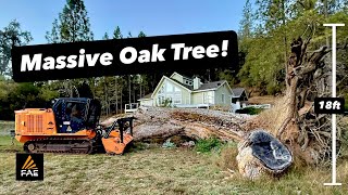 Grinding up the Biggest Tree of our career! Owner was not happy with the impressive result! 