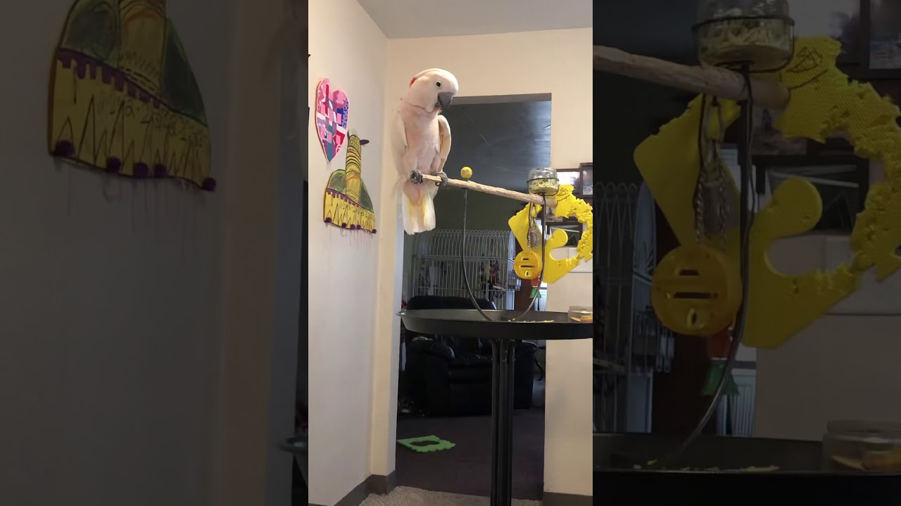 cockatoo price ph Cockatoo mimicking us eating custard