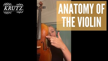 Anatomy of the Violin - Jessica Haddy - KRUTZ Strings