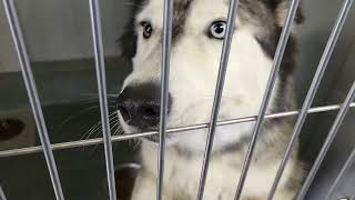 acs A687357
