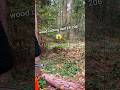 wood cutting skill EP 206 #wood #husqvarna #tree #stihl #shortsfeed #shorts #treecutting #how