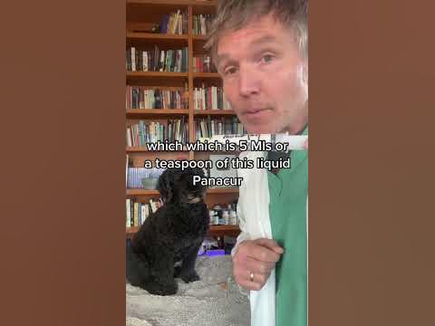 Panacur dewormer for Dog and Cat Cancer: what’s the dose? - YouTube