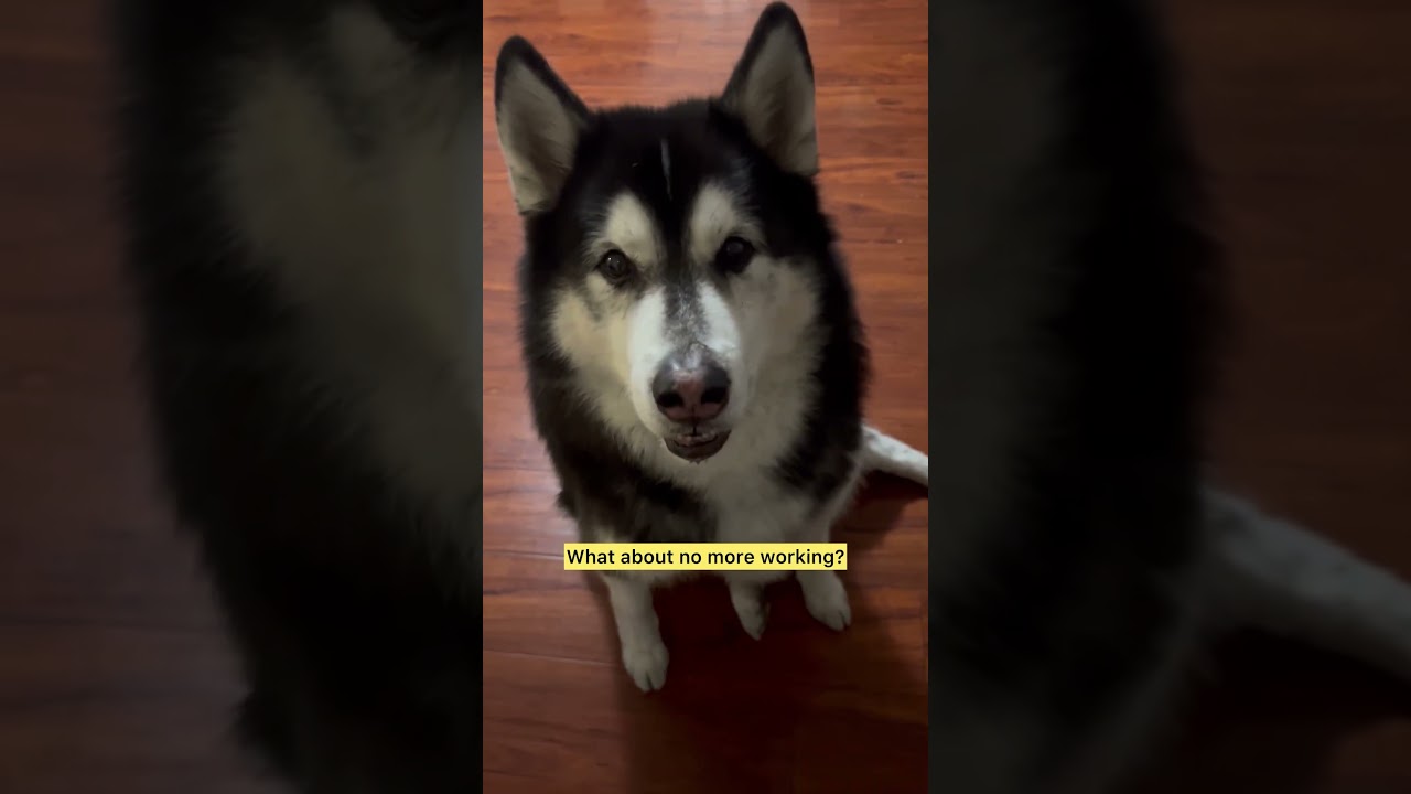 Оставляю Вульфа и Феликса на работу 