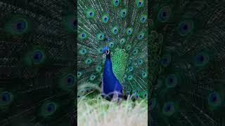 BEAUTY OF NATURE HD #birds