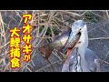 アオサギが大鯉を捕食（Gray heron eats a big carp）