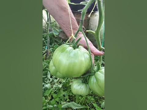 Минусинский МЕДВЕДЬ!!! Помидоры - ГИГАНТ!!! #минусинскиймедведь # ...