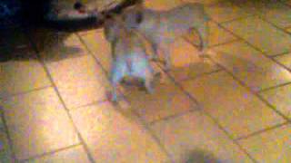 Beaucoup vs Shiner - Chickie Elvis Declared Dead! (VID 00002-20101025-1811)