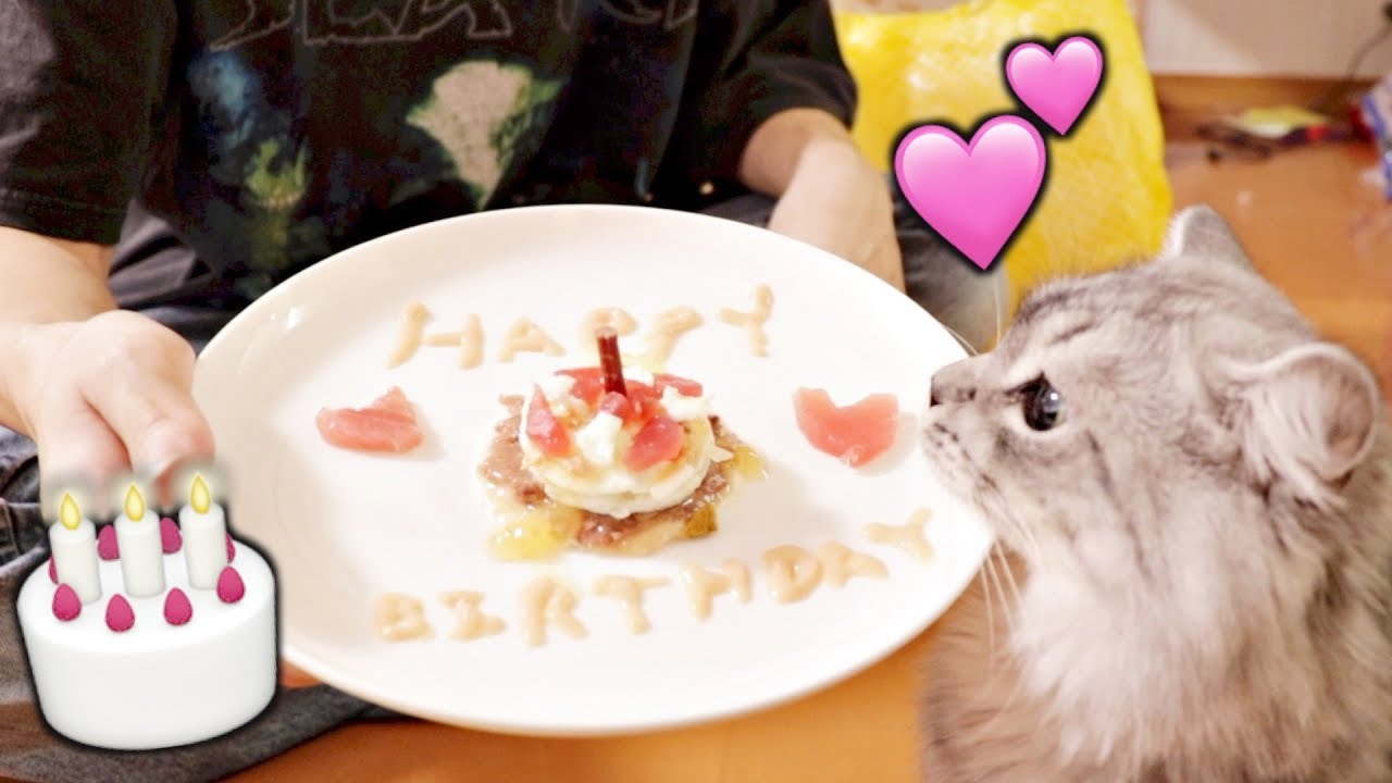 猫に誕生日ケーキを食べさせてみたら大喜び Youtube