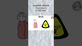 Human Brain In 60 Seconds ! #explained #stickman #explain #educacion #faceless