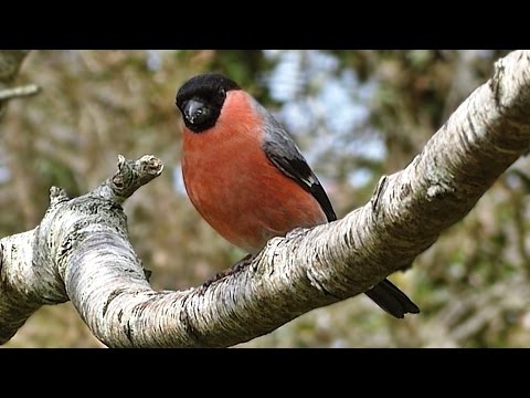 Bullfinch - Birds on The Garden Tree Branch