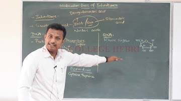 II PU BIOLOGY: Chapter-6; Molecular Basis of Inheritance; part-1