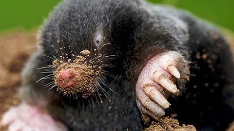 Pom Tsiaj Sib Tog - Mole