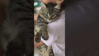 Cuddle time# cute kitten💕