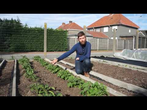 Video: Leer wanneer en hoe je aardappelplanten kweekt