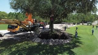 McArthur Golf Club #18 Oak transplant