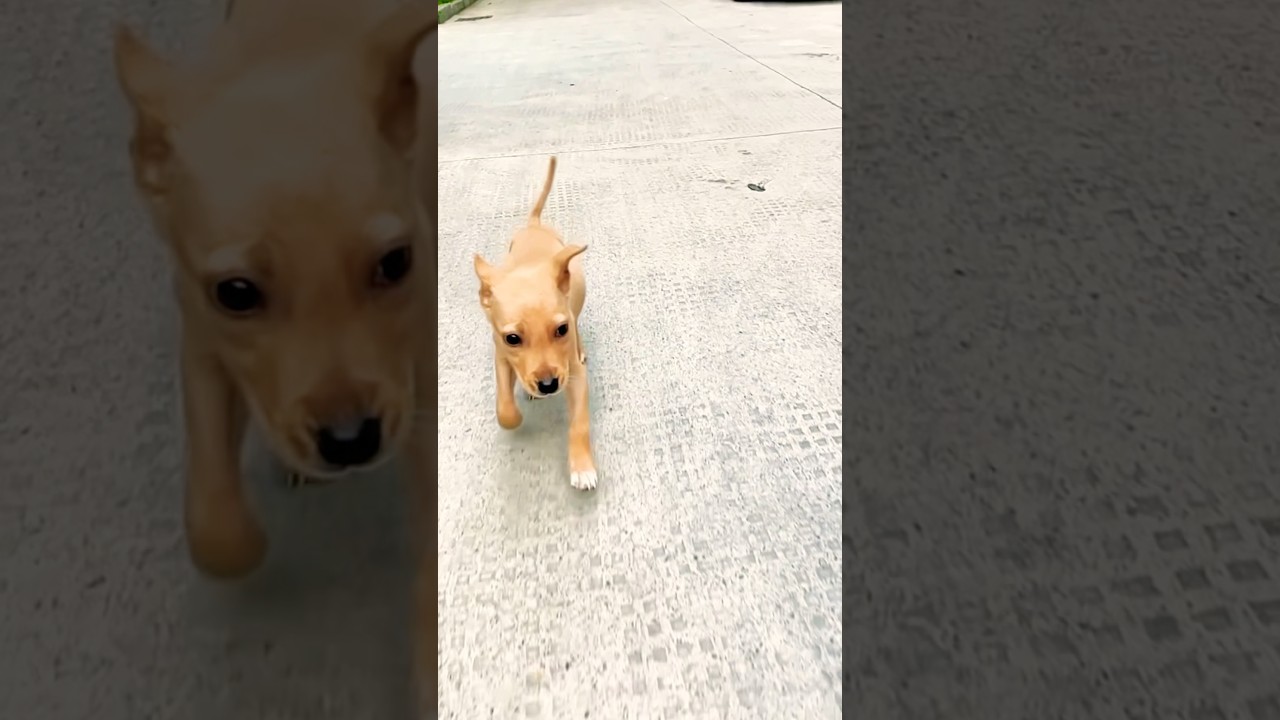 The running puppy comes to heal you.