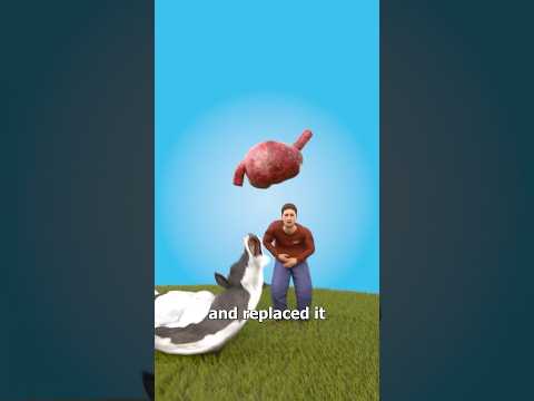 Rip Mr Cow