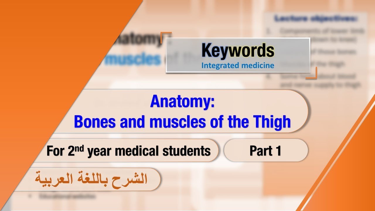 Anatomy: Bones and muscles of the Thigh (part 1) - YouTube