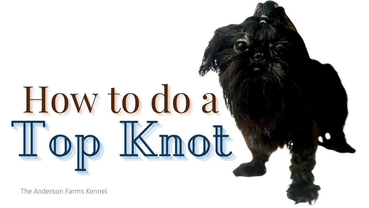 Shih Tzu Grooming How to Fix a Top Knot Dog Grooming YouTube