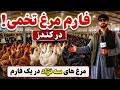 بزرگترین فارم مرغ های تخمی سه نژاده گولدن مسری ایرانی واستالف mp3