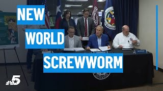 Texas expands response to first New World screwworm case | NBCDFW