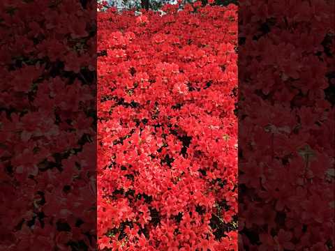 행복은 가까이에 있어요!#봄#꽃#소문의낙원#악뮤#챌린지