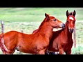 Wyoming Wild Horses