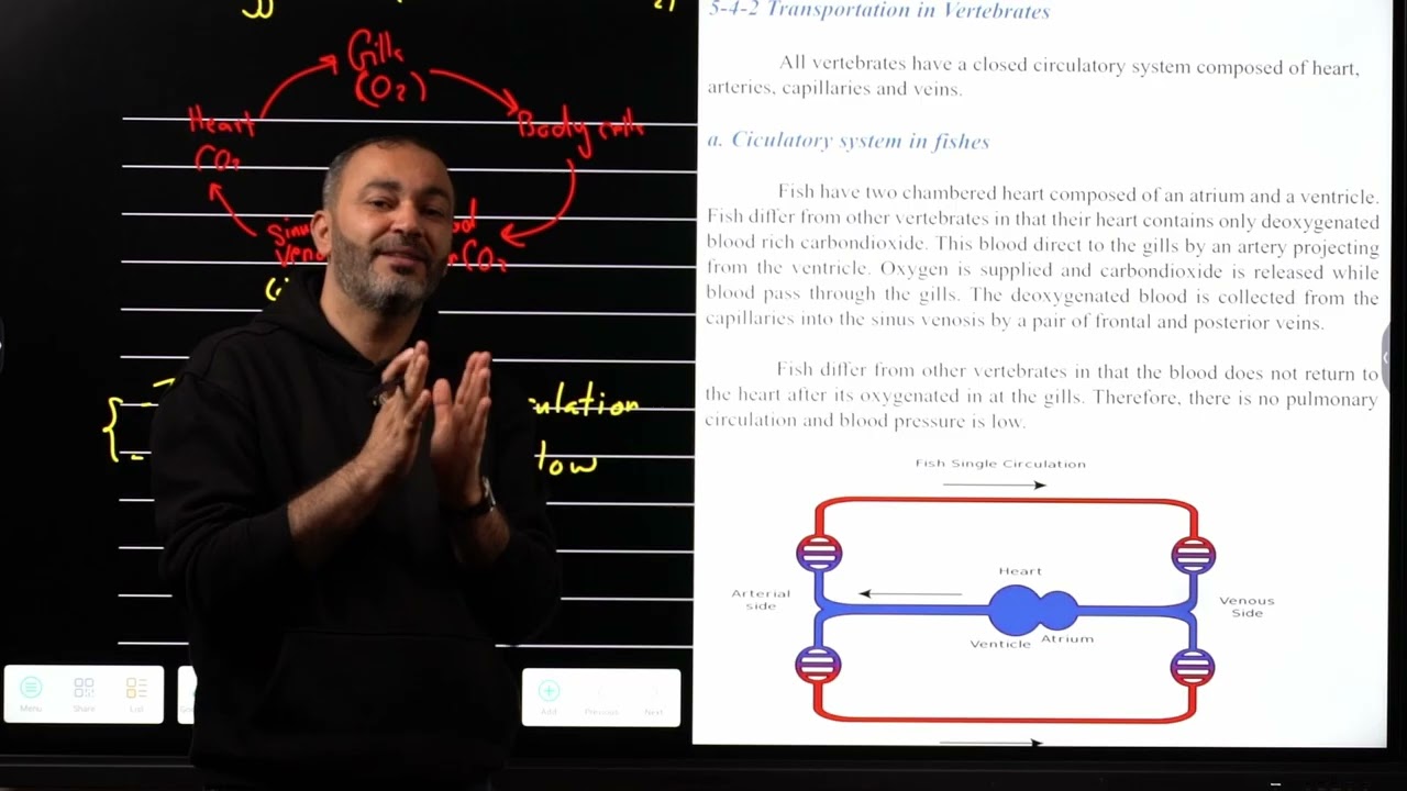 Lesson 27: Transport in Vertebrates