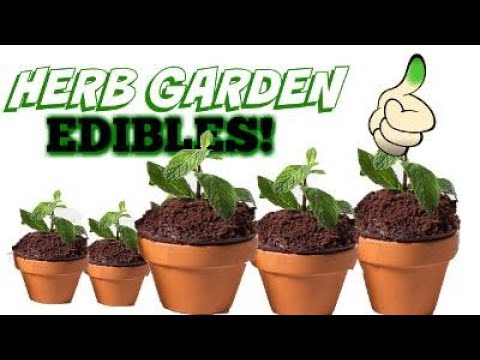HOW TO MAKE EDIBLE HERB GARDEN WITH SPECIAL SURPRISE GUEST! ON CRUMB BOSS & STEPH THE PRODUCER