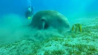 sea cow The dugong marsa alam red sea    عجل البحر أو الدجونجو بشواطئ مرسي علم البحر الأحمر