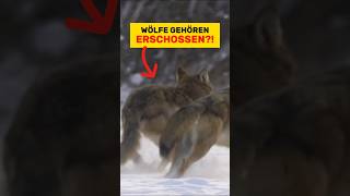 Ich checks nicht, warum es manche nicht verstehen wollen... | Rasa'sWelt | #shorts