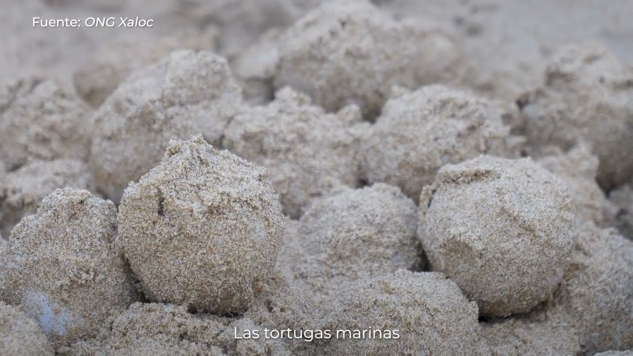 Anidación tortuga boba — Temporada 2023