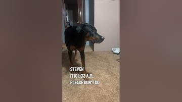 This dog will walk in slow motion and then scare his owner 😂 @NicholasJamesEmmizzie