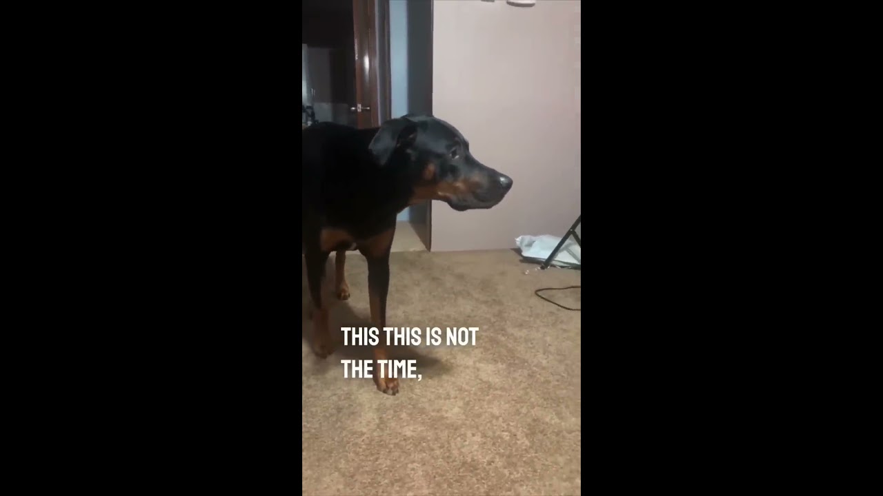This Dog Will Walk In Slow Motion And Then Scare His Owner NicholasJamesEmmizzie