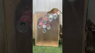 Best Mouse Trap Idea/Best Spinning Mouse Trap From Cans #Mousetrap #Rattrap #Mousetrap2022