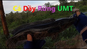 Cá dầy rừng U Minh Thượng | Săn Hugo cá lóc đen U Minh Thượng (Tập 28) | #Doantuananh151