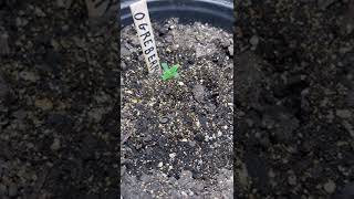 💨@TWENTY20 Mendocino Ogreberry Auto-flower testers Episode 1💨🙏✊