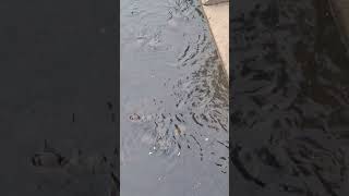 #turtule #feed #turtules #shortvideo #amazing